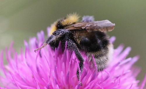 Bombus barbutellus